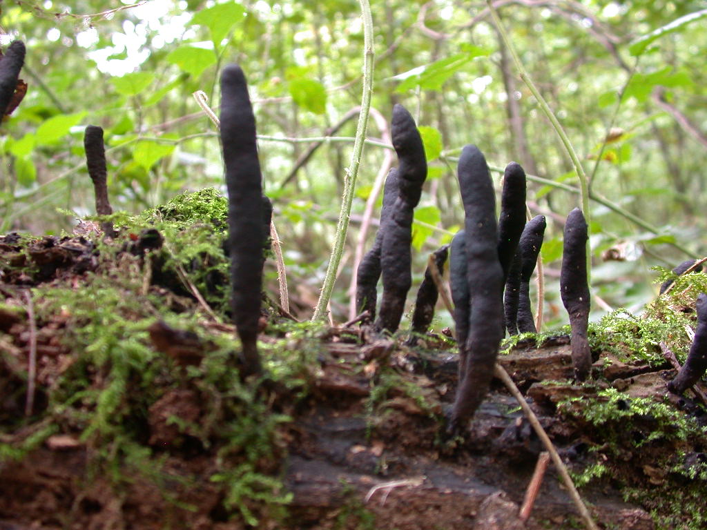 Xylaria longipes